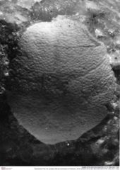 Historisches Foto von Jurellana tithonia (Schweitzer & Feldmann, 2010) (NHMW-AFW-GEO-BACHMAYER-FOTO-1990-0041-1445)